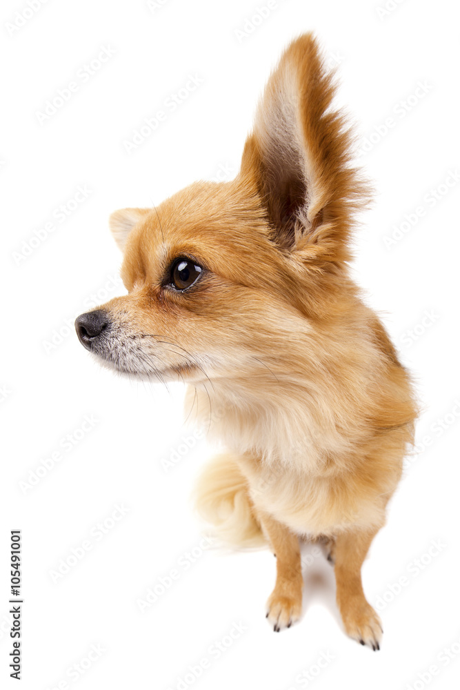 Cute looking Chihuahua isolated on white