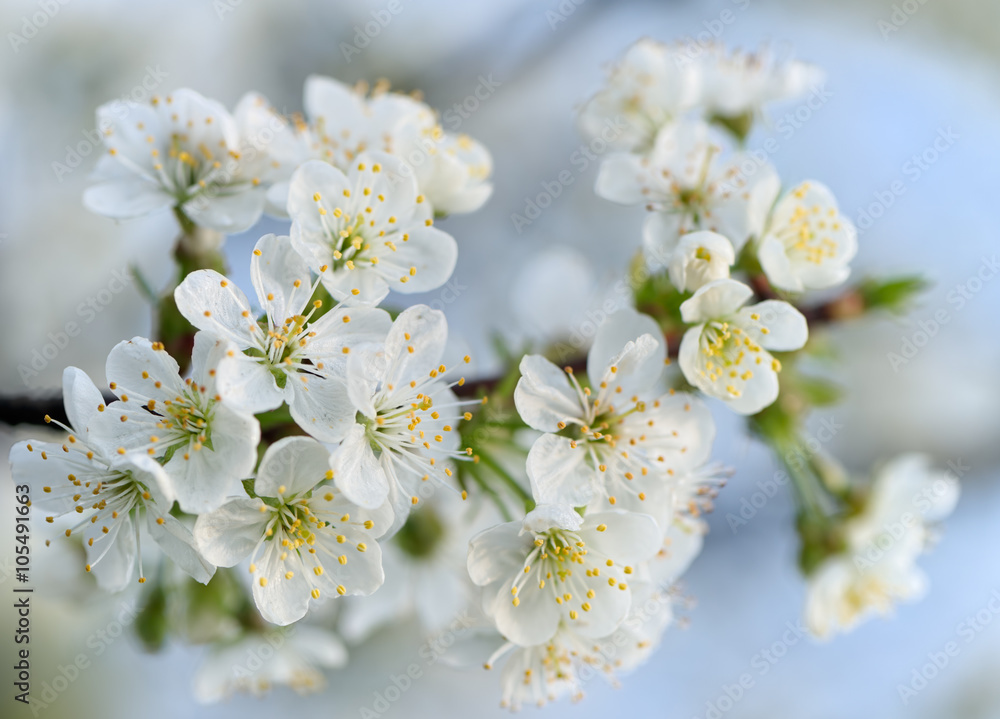 Cherry blossom branch