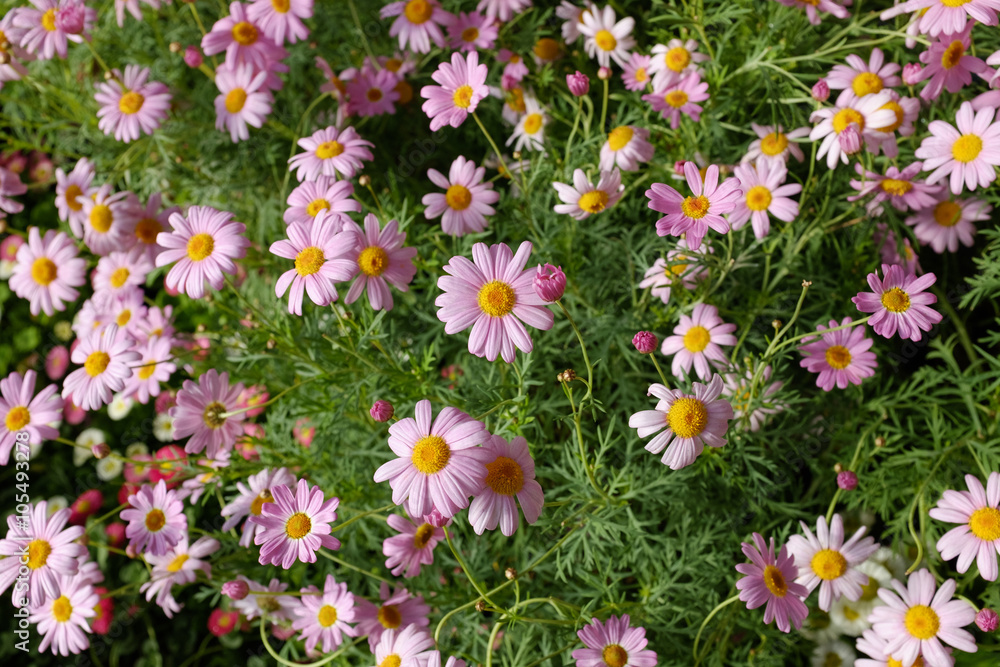 Obraz premium 春の花が咲く庭の花畑