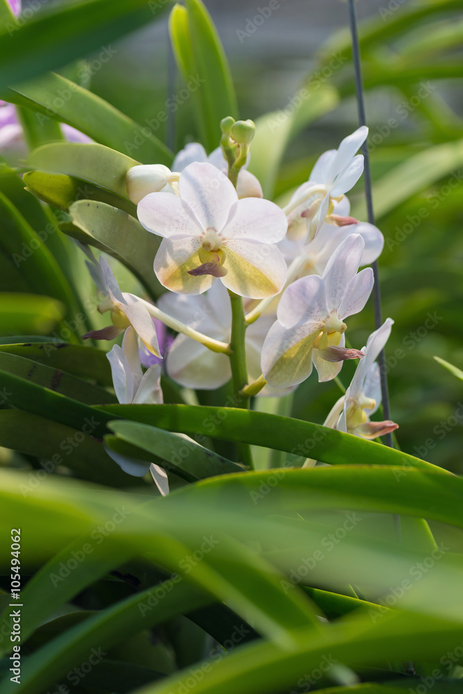 orchids purple Is considered the queen of flowers in Thailand orchids purple Is considered the queen of flowers in Thailand