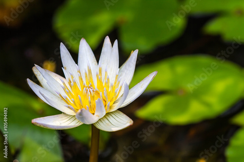 beautiful white water lily or lotus flower