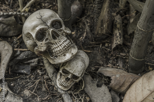 still life with human skull in the forest
