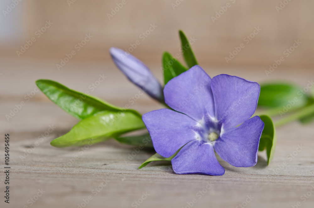 Beautiful blue flower periwinkle on wooden background Beautiful blue flower periwinkle on wooden background