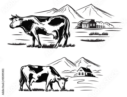 cow and farm