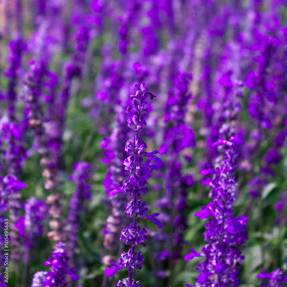 Obraz premium Soft Focus of Blue Salvia Lavender Flower in the Garden and Blurred by the Wind for Texture Background