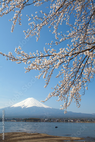 Cherry blossom sakura and mountain fuji at lake kawaguchiko