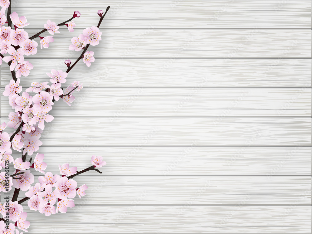 Fototapeta premium Pink cherry blossom branch on white old wood background. Springtime realistic vector illustration.