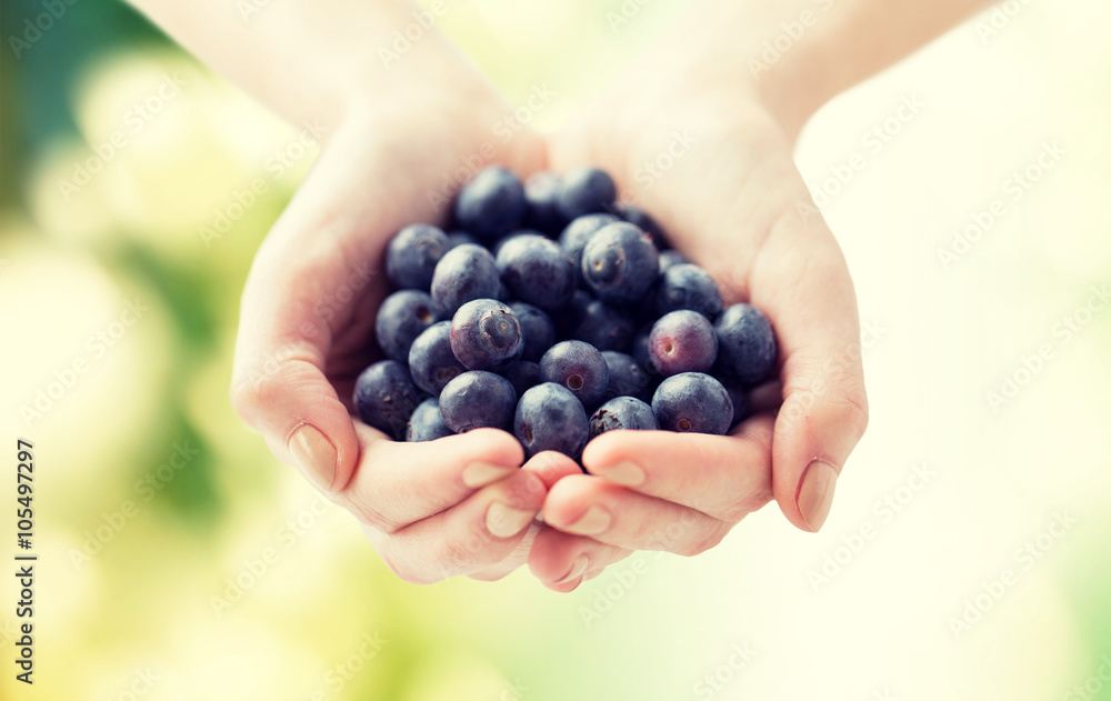 close up of woman hands holding blueberries close up of woman hands holding blueberries
