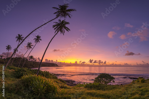 Sunrise on tropical island with coconut palm trees.