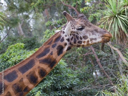 Beautiful head and neck of a giraffe