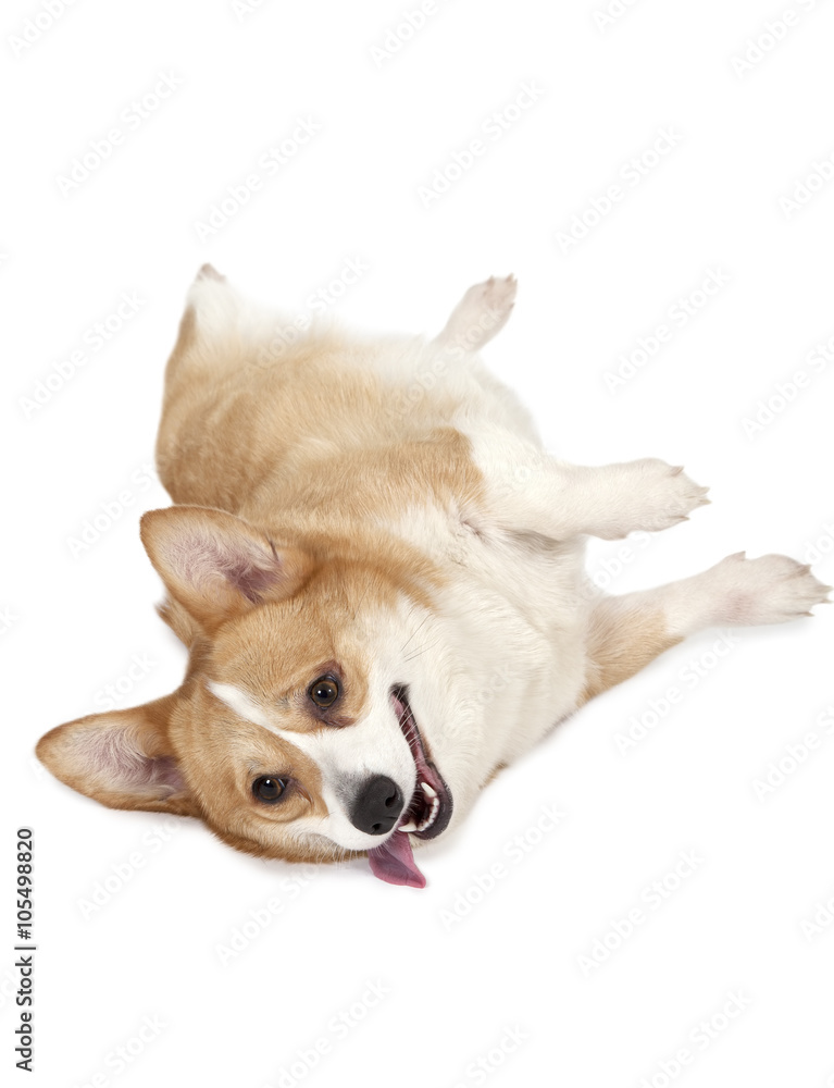 Obraz premium Studio shot of Welsh corgi Pembroke dog