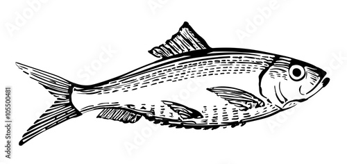 Fish vector