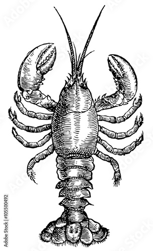 Lobster hand drawn vector