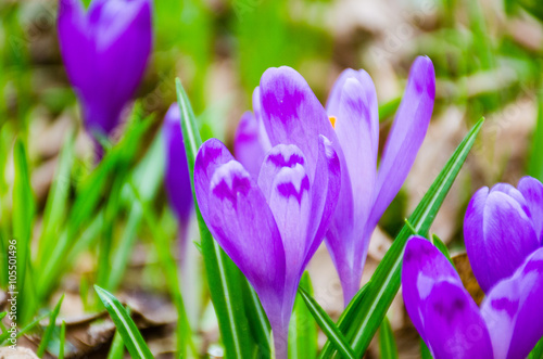 Crocus flowers