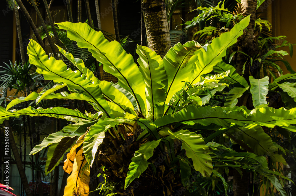 Obraz premium Nestfarn im Urwald