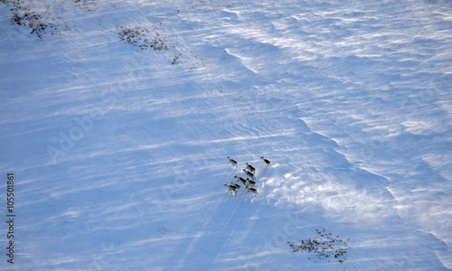 Aerial view of reindeer herd in winter tundra  photo