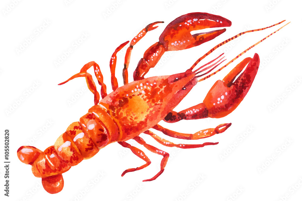 Watercolor illustration of lobster - obrazy, fototapety, plakaty 