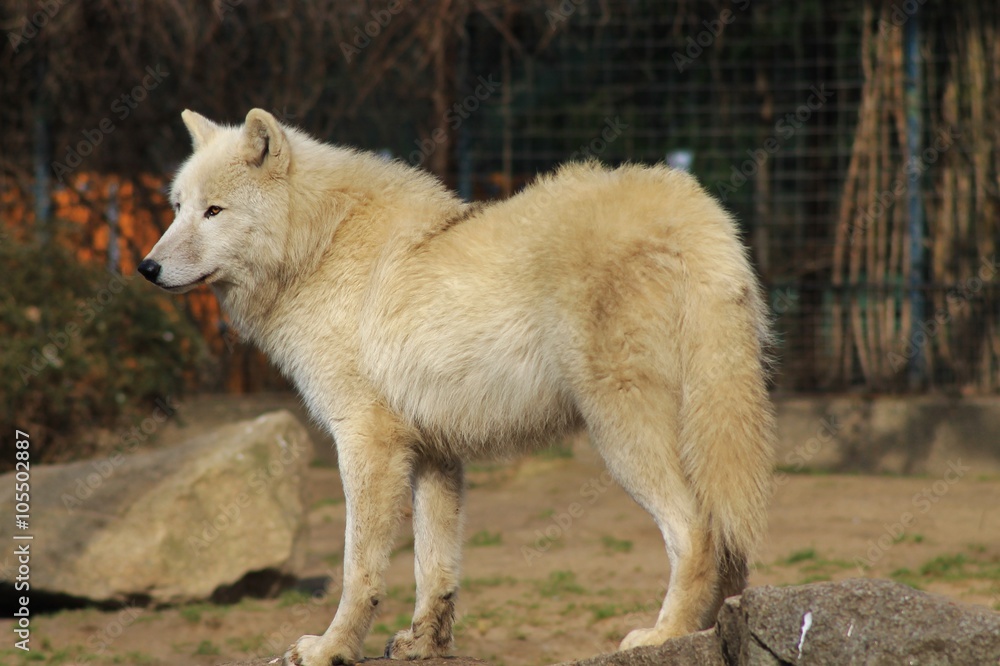 white wolf white wolf
