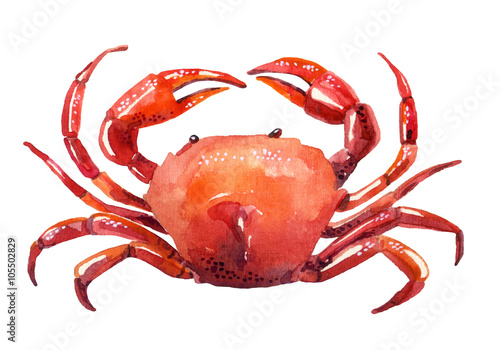 watercolor crab photo