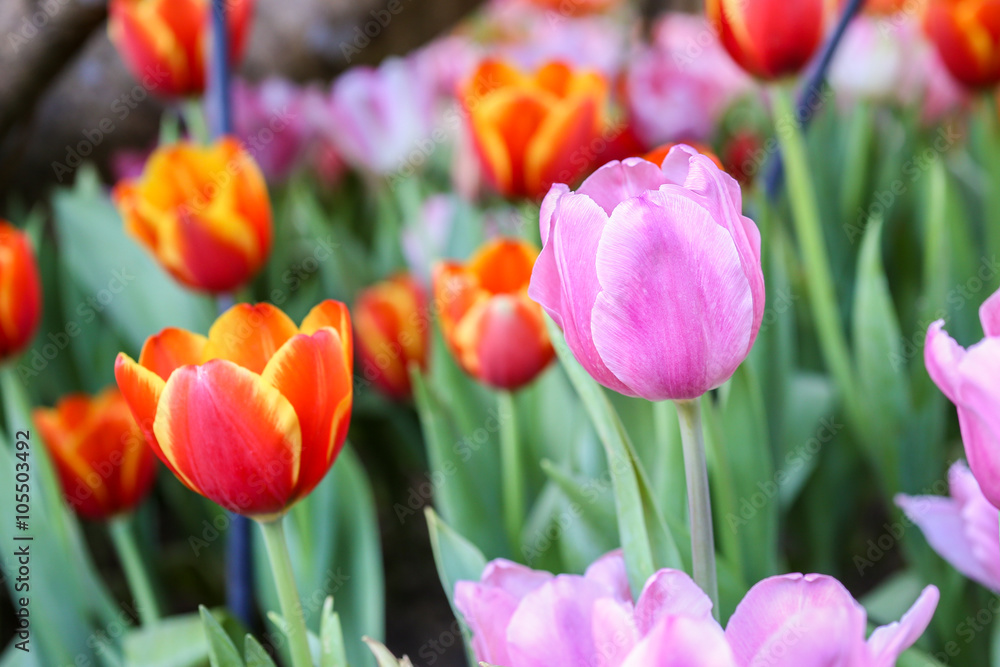 Fototapeta premium Tulip