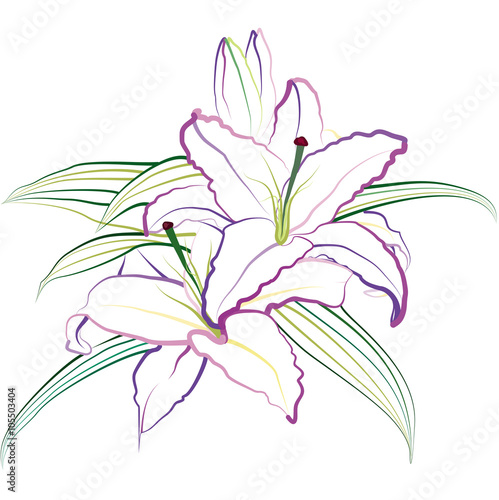 Fototapeta Naklejka Na Ścianę i Meble -  Lily. Hand drawn vector illustration on white background.