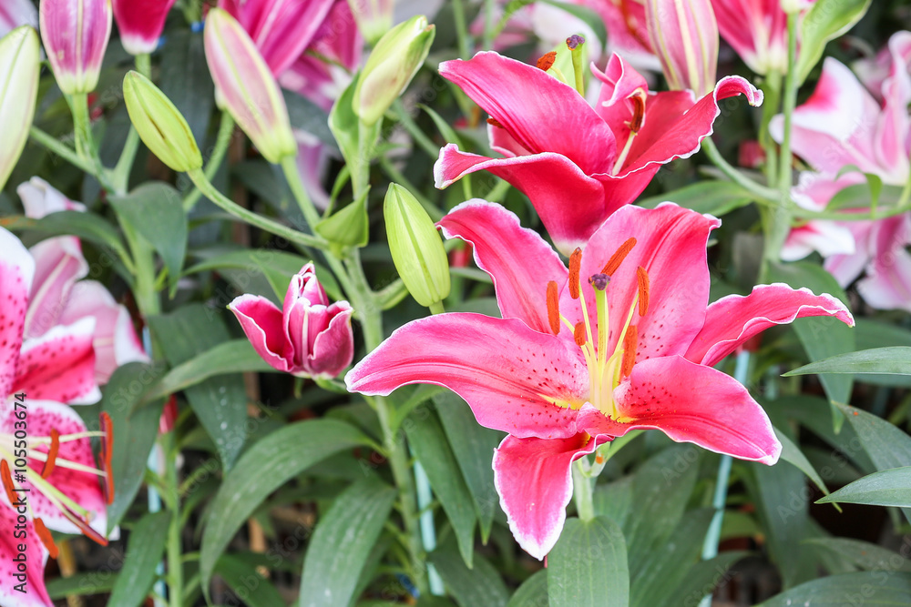 Lily Lily