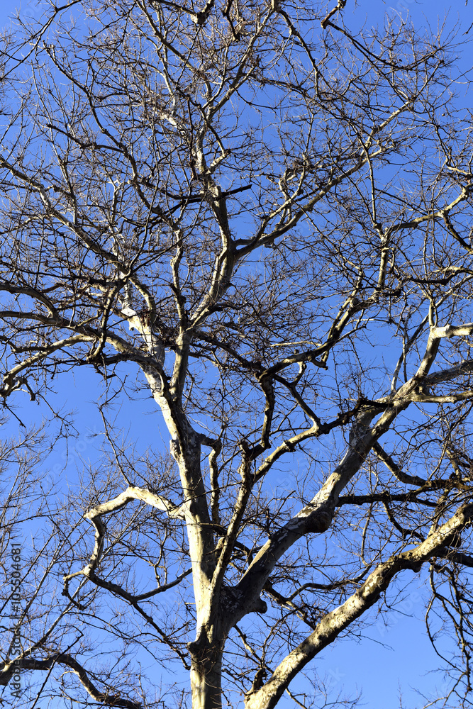 Spreading branches of tall trees against the blue cloudy sky. Spreading branches of tall trees against the blue cloudy sky.