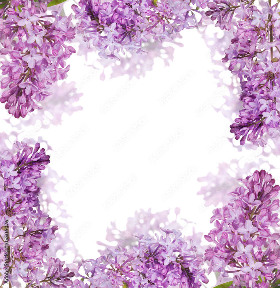 isolated light lilac blooms frame isolated light lilac blooms frame