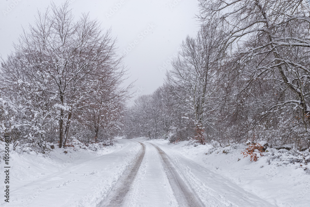 Road in the fores, trees covered by the snow Road in the fores, trees covered by the snow