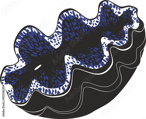  Tridacna