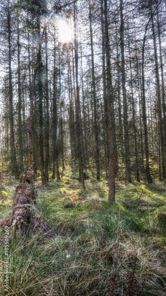 Obraz premium Spring forest HDR