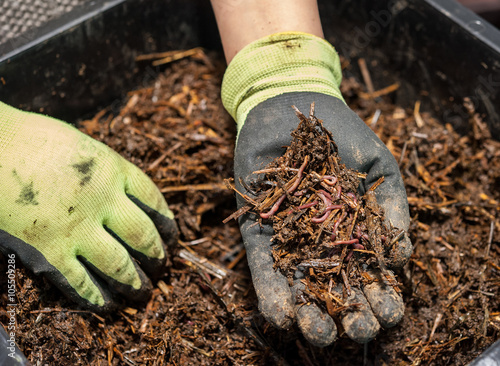 Earthworms