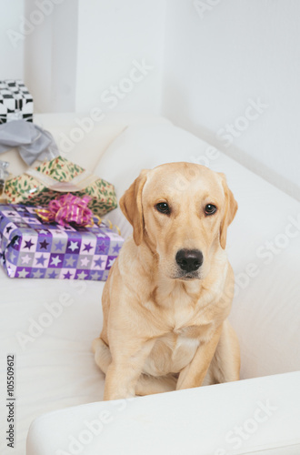 Fototapeta Naklejka Na Ścianę i Meble -  Labrador retriever dog sitting on sofa with Christmas gifts