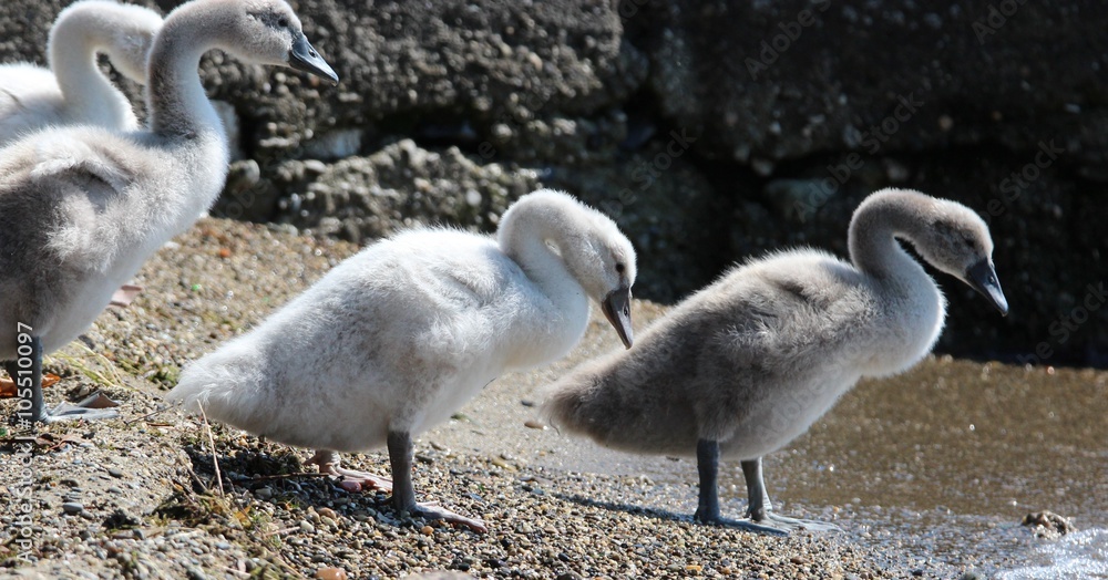 Obraz premium Famille de cygnes