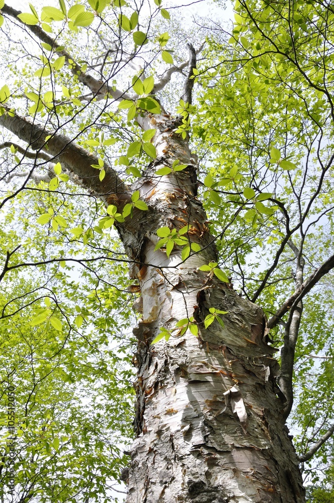 Obraz premium ダケカンバ