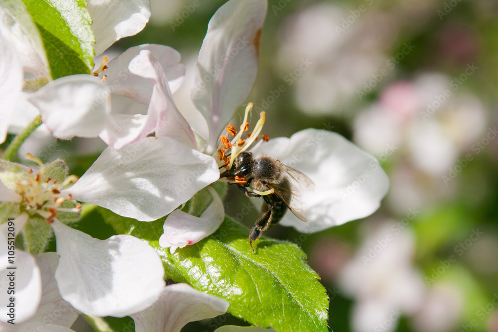Bee collects nectar Bee collects nectar