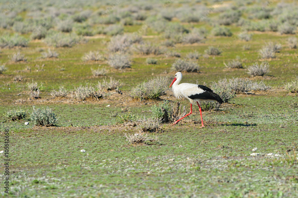 White stork, Namibia