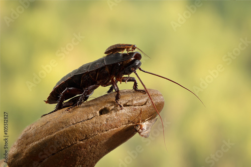 closeup two Madagascar cockroaches and butterfly on a stone on leaves background photo