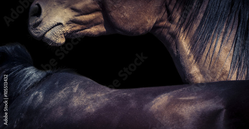 Horse grooming isolated