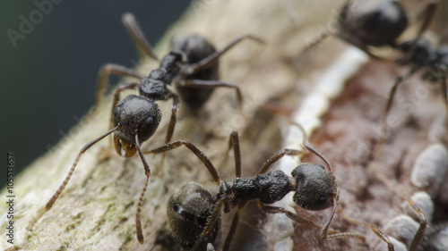 ant