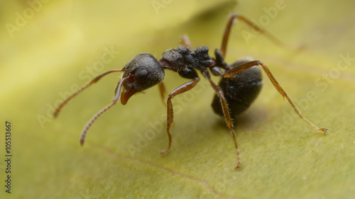 ant © goopholidon