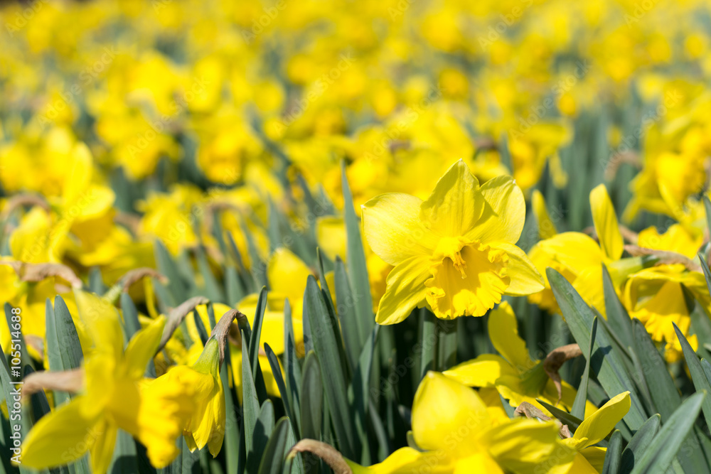 Obraz premium Yellow narcissus flower heads background