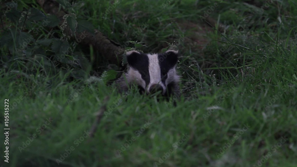 Two badgers hiding in its set Two badgers hiding in its set
