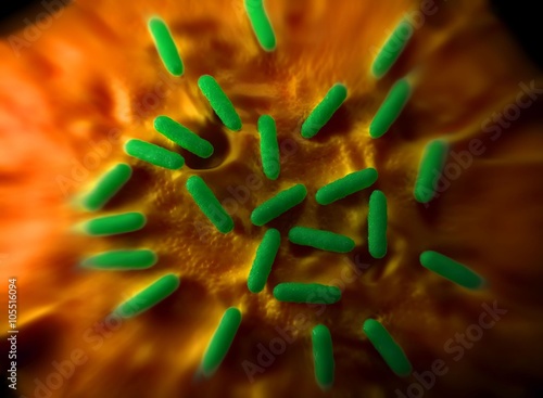 bacteria photo