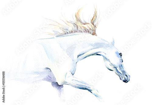 White horse in watercolor