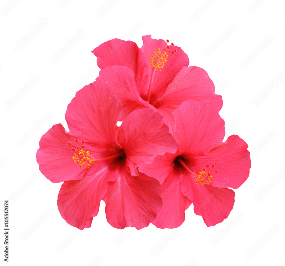 Hibiscus flowers isolated on white background