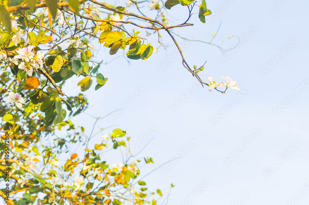 mountain ebony or bauhinia variegata flower and sky background