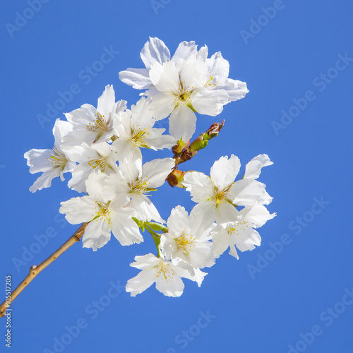 Beautiful branch of an apple tree with white blossoms