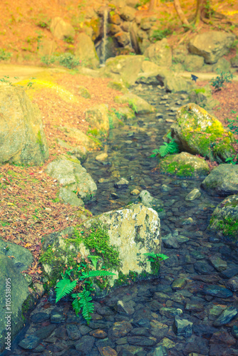 Autumn forest with river   Filtered image processed vintage effe