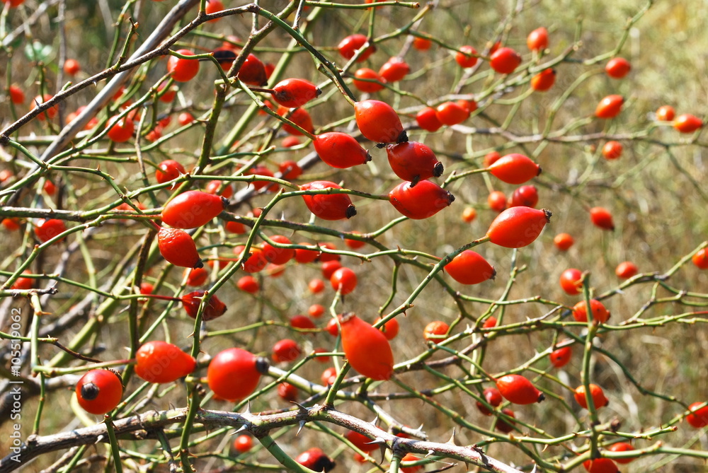 Red wild rosehip in Croatia
